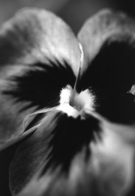 bw_flowers_and_leaves