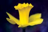 Ds Daffodil