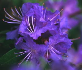 Azalea  Purple
