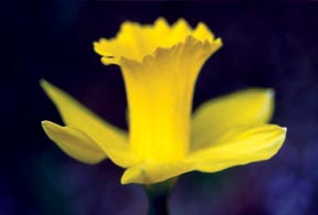 D's Daffodil
