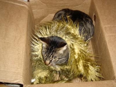 boxed