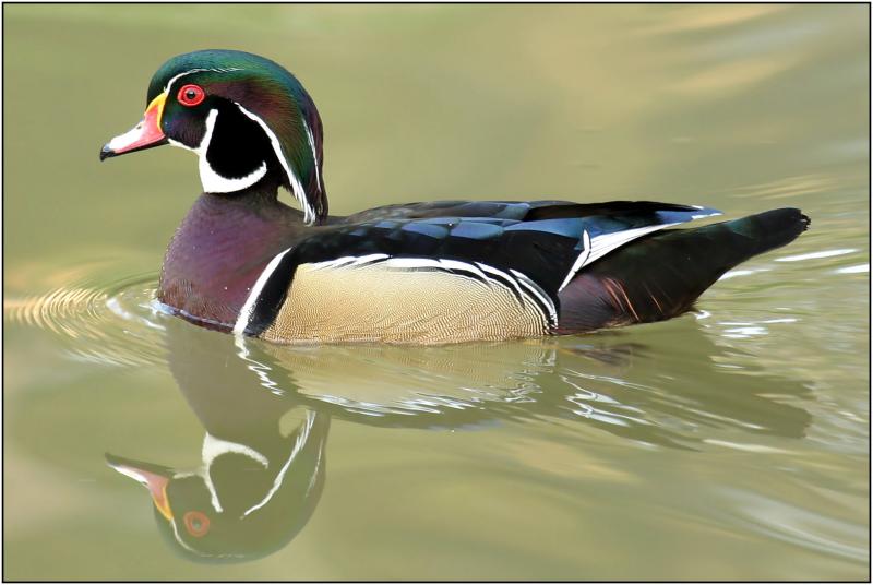 Wood Duck