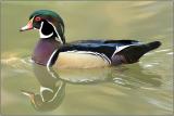 Wood Duck
