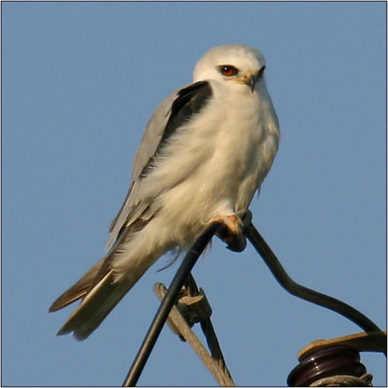 White-tailed Kite