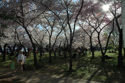 Cherry Blossom Fest, DC