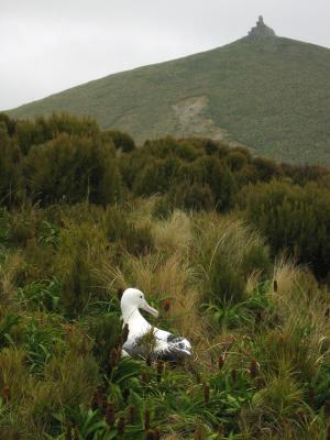 Southern Royal Albatross 1, Campbell Is.