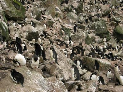 Rockhopper penguin colony 1, Campbell Is.