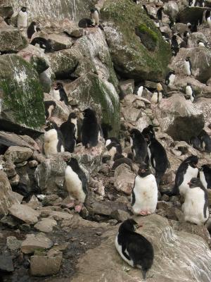 Rockhopper penguin colony 3, Campbell Is.