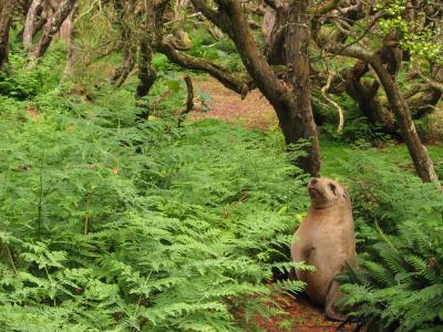 Hooker's sealion in rata forest, Enderby Is.