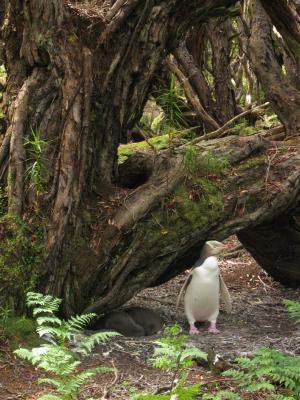 Yello-eyed penguin nest, Enderby Is.