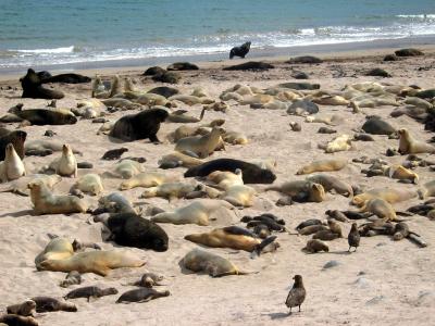 Hooker's sealions at Sandy Bay, Enderby Is.