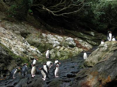 Snares crested penguins 1, Snares Is.