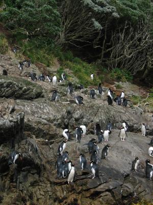 Snares crested penguins 2, Snares Is.