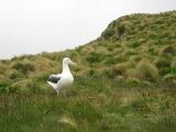 Southern Royal Albatross 2, Campbell Is.