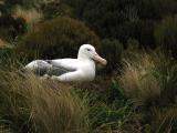 Southern Royal Albatross 3, Campbell Is.