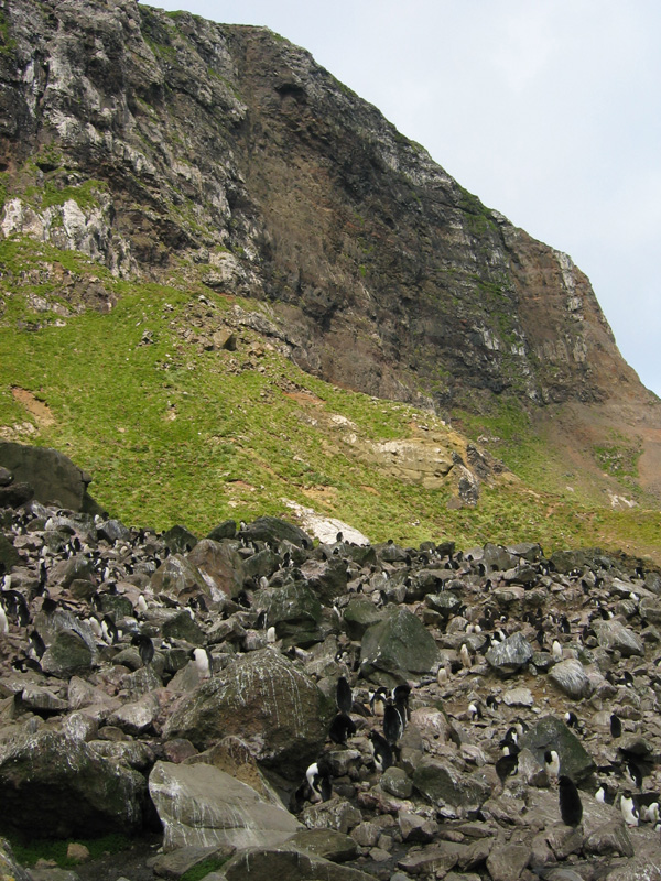 Rockhopper penguin colony 2, Campbell Is.