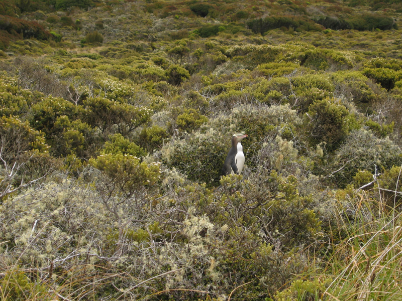 Yellow-eyed penguin, Enderby Is.