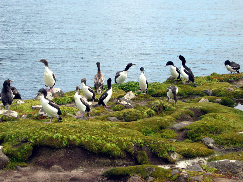 Auckland Island cormorants, Enderby Is.