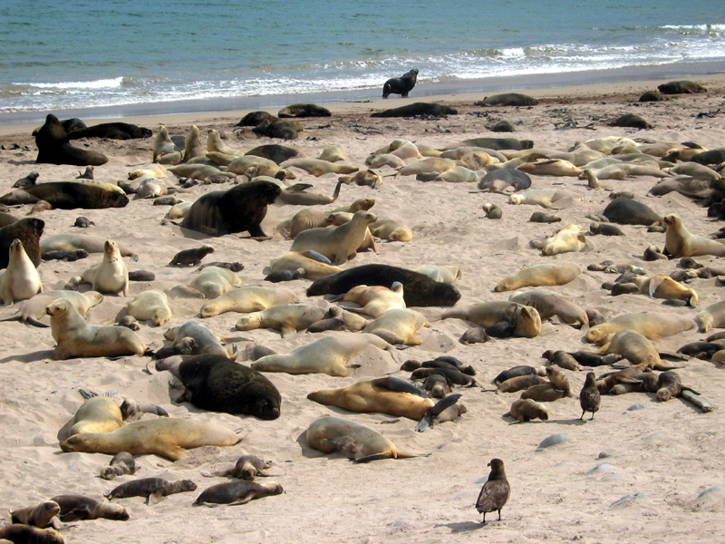 Hookers sealions at Sandy Bay, Enderby Is.