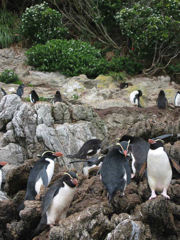 Snares crested penguins 3, Snares Is.
