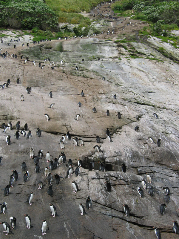 Penguin slide, Snares Is.