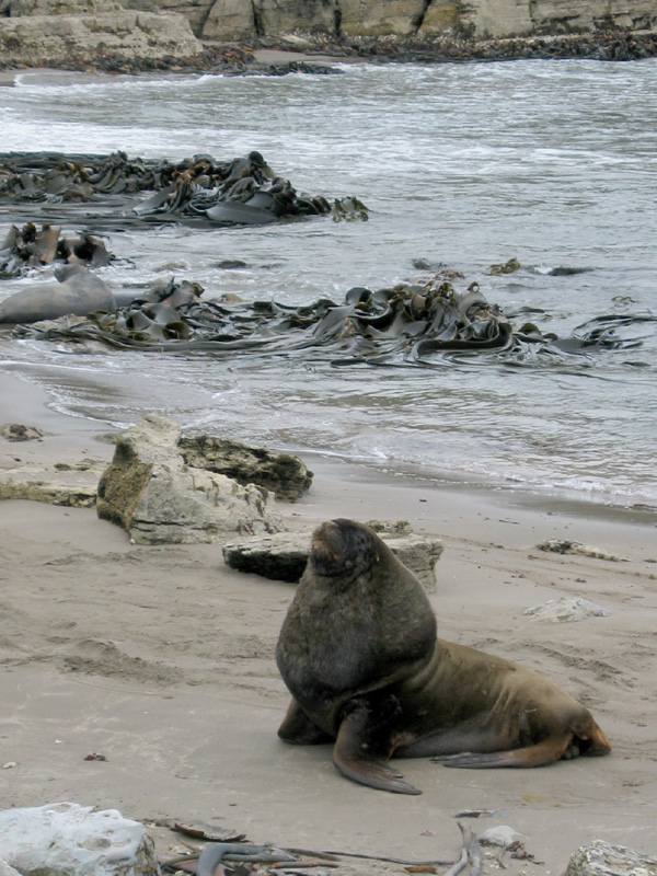 Hookers sealion, Campbell Is.