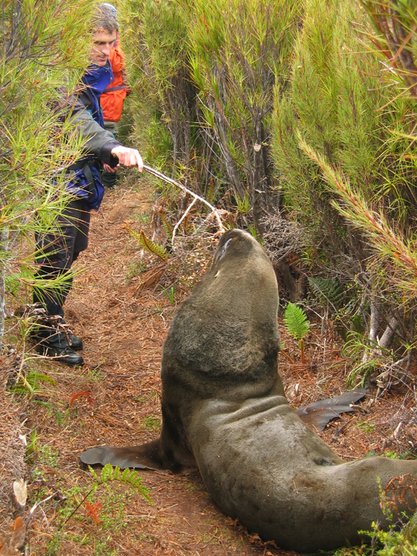 Ambushed by sealion, Campbell Is.