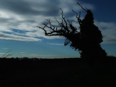 DSCF0907-.jpg
