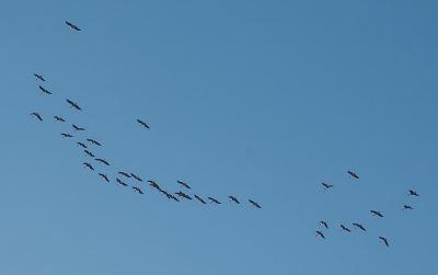 u16/andydunn/medium/39046469.flock.jpg