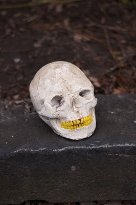 u16/andydunn/medium/39046502.skull.jpg