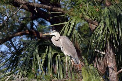 Blue Heron