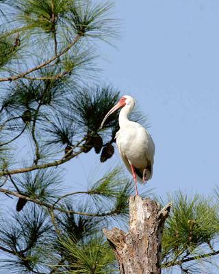 Ibis in a tree