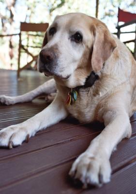 Dignified