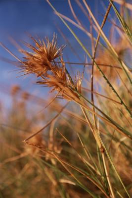 Sand dune foliage, Rottnest Island, Australia