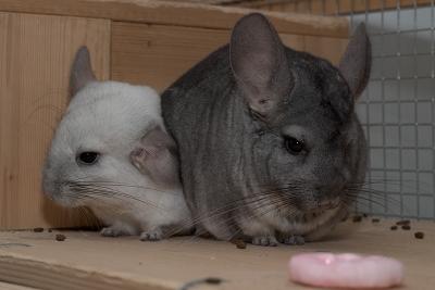 Moppel (on the right) and Rosalie