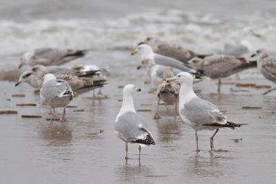 Gulls looking for lunch