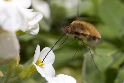 Bombylius major