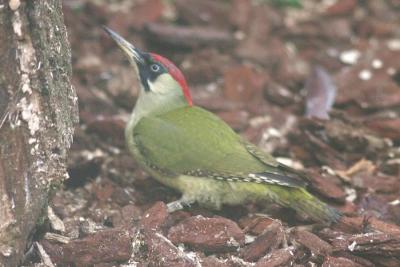birds_park