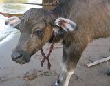 Baby Buffalo