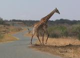 Umfolozi NP