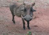 Warthog