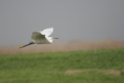 Little Egret