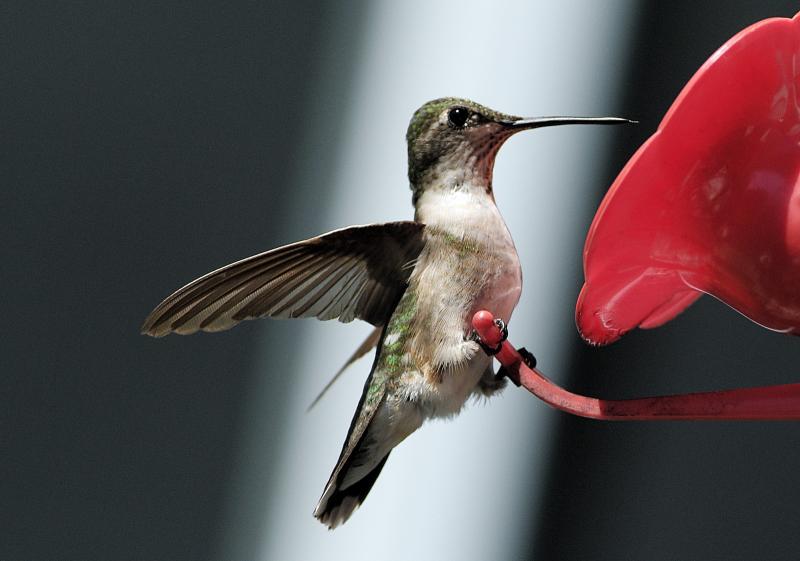 hummingbird 16