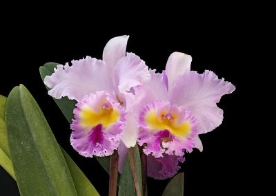 blc Pamela Hetherington 'Carnation' 04