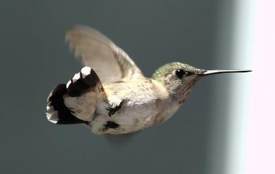 hummingbird 20