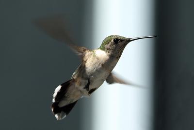 hummingbird 21