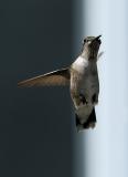 hummingbird 17