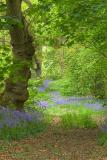 Bluebell-woods-3.jpg