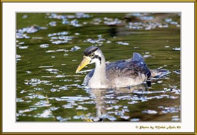 birds_of_frim