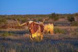 longhorn at dusk